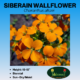 Siberian wallflower