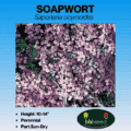 soapwort