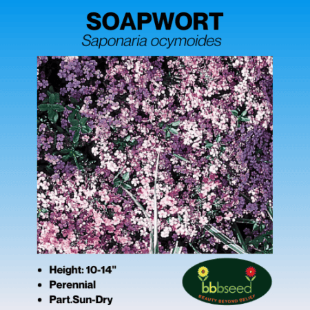 soapwort