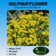 sulphur flower buckwheat