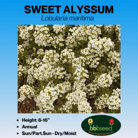 sweet alyssum