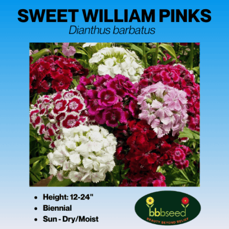 sweet william pinks