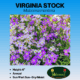 virginia stock