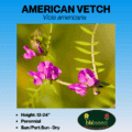 American Vetch.