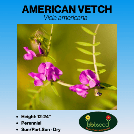 American Vetch.