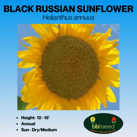 Black Russian sunflower