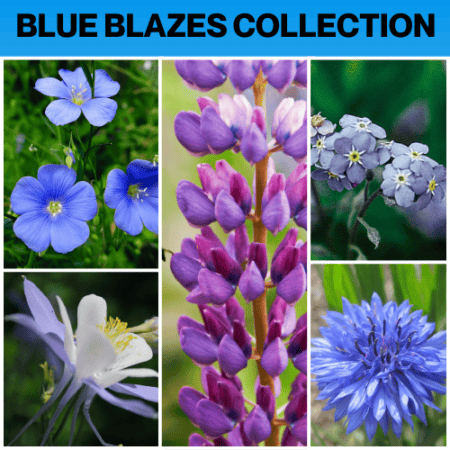 Blue blazes collection