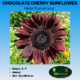 chocolate cherry sunflower