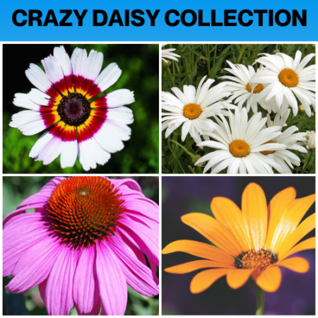 crazy daisy collection