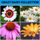 crazy daisy collection