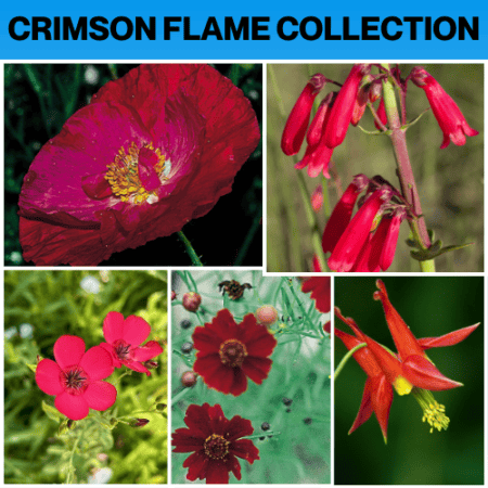 Crimson Flame Flower Collection