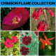 Crimson Flame Flower Collection