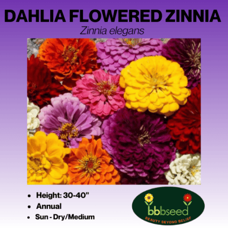 dahlia flowered zinnia