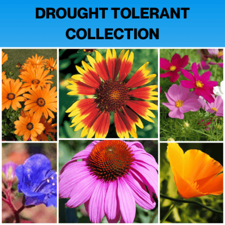 DROUGHT TOLERANT COLLECTION