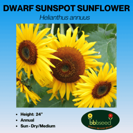 Dwarf sunspot sunflower