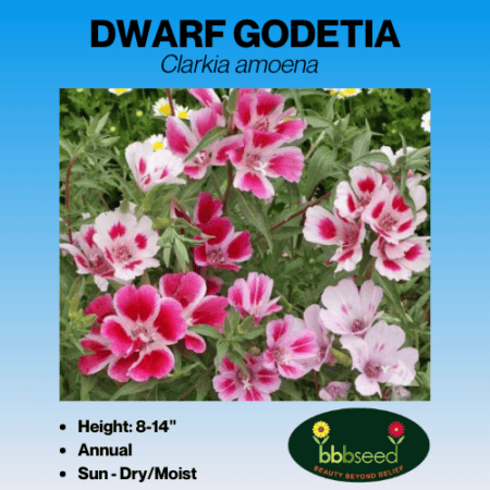 Dwarf Godetia Wildflower Seeds