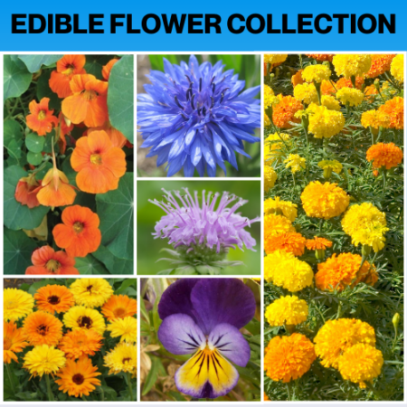 EDIBLE FLOWERS COLLECTION WILDFLWOER SEED