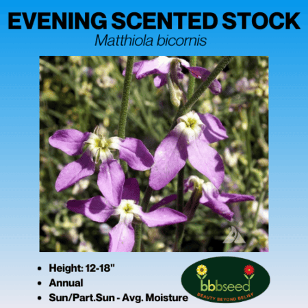 evening scented stock