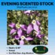 evening scented stock