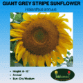 Giant Grey Striped Sunflower Seeds