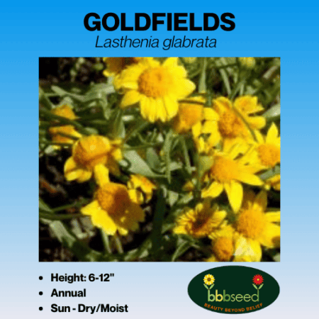 Goldfields Wildflower Seeds