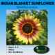 Indian blanket sunflower seed