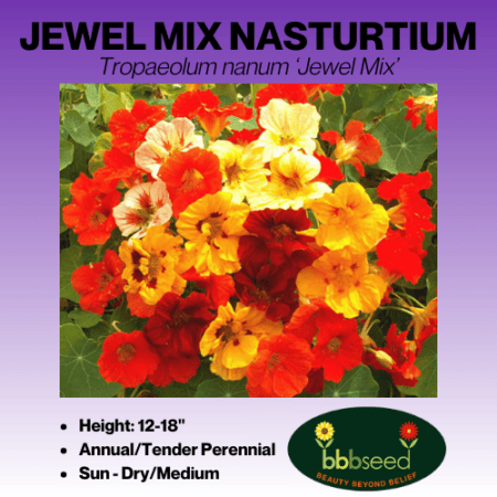 jewel mix nasturtium