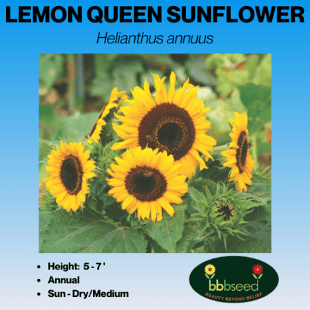 lemon queen sunflower