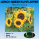 lemon queen sunflower