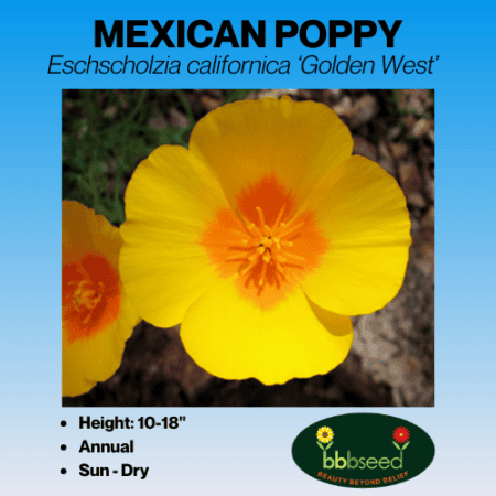 Mexican poppy