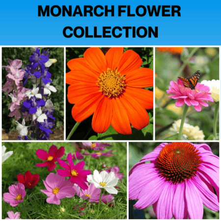 M ONARCH FLOWER COLLECTION