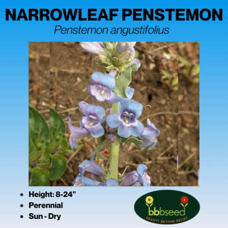 narrowleaf penstemon