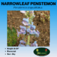 narrowleaf penstemon