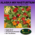 Alaska mix nasturtium