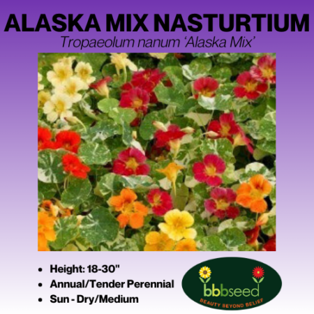 Alaska mix nasturtium