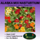 Alaska mix nasturtium