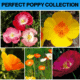 PERFECT POPPY COLLECTION