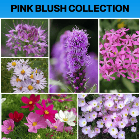 pink blush collection