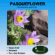 pasqueflower