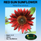 Red Sun Sunflower seed packet.