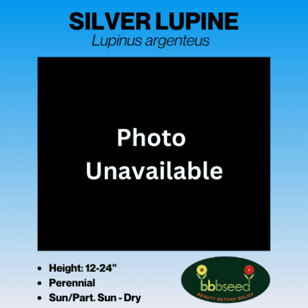 silver lupine