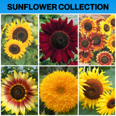 SUNFLOWER COLLECTION