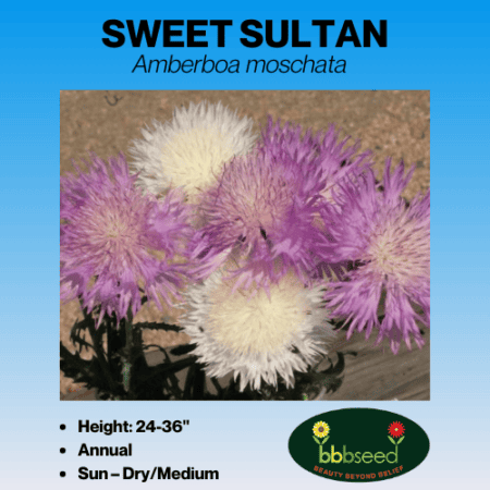 sweet sultan