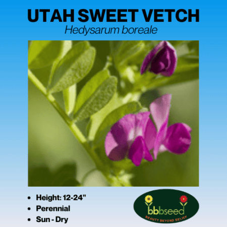 utah sweet vetch