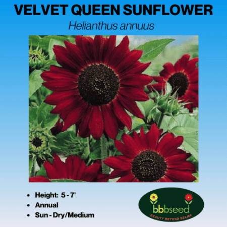 Velvet Queen sunflower seed packet.