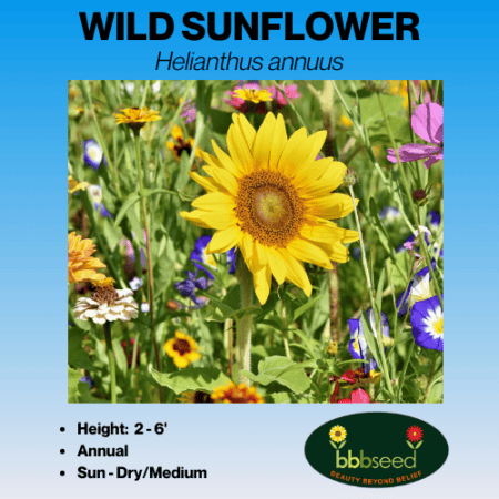 wild sunflower