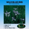 wild blue iris image