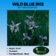 wild blue iris