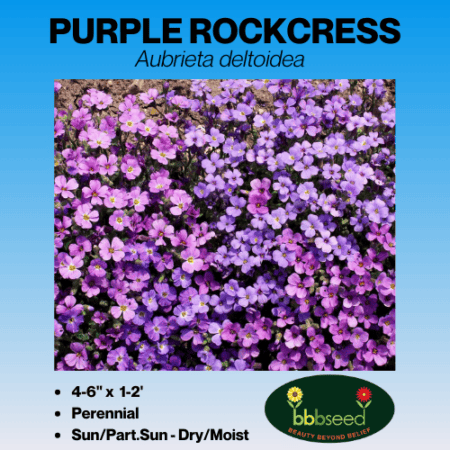 purple rockcress