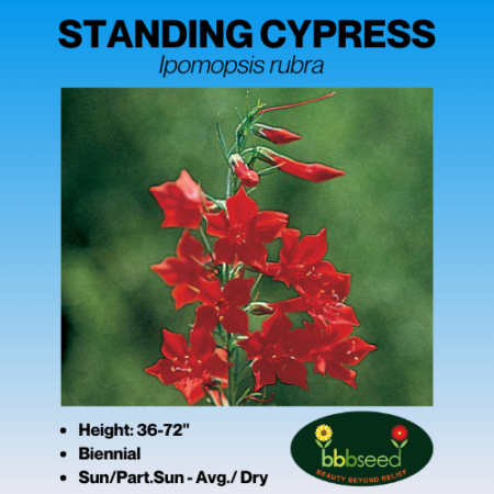 Standing Cypress